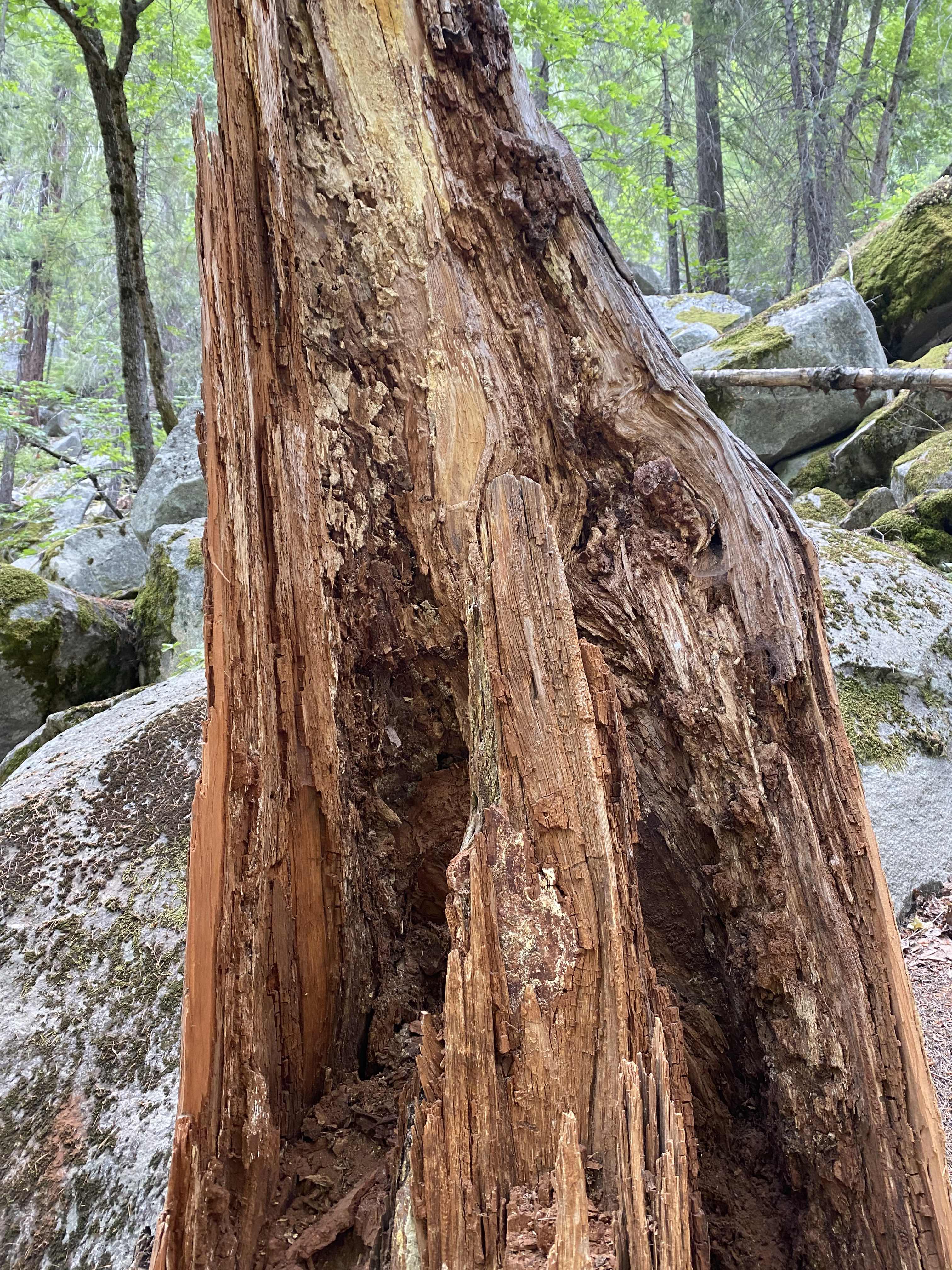Split Tree